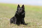 SCHIPPERKE 484